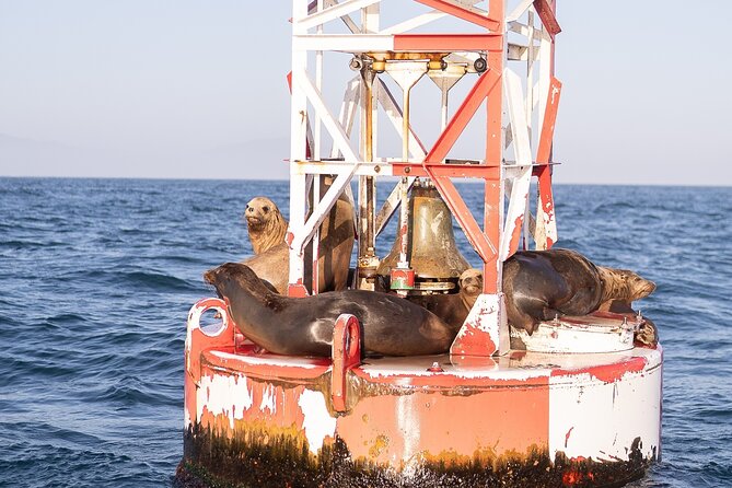Santa Barbara Narrated Coastal Yacht Experience - Wildlife sightings along the way