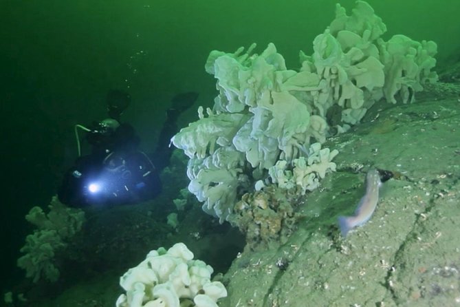 Scuba Dive Boat Charter in Vancouver (Certified Divers Only!) - Key points to know before booking