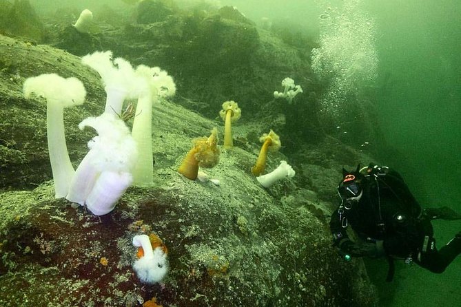 Scuba Dive Boat Charter in Vancouver (Certified Divers Only!) - Solo divers and rented equipment