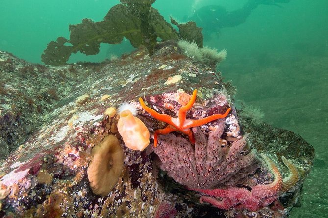 Scuba Dive Boat Charter in Vancouver (Certified Divers Only!) - Price and what you receive for $112.62