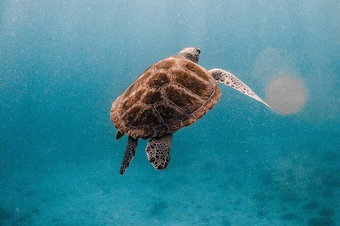 Similan Islands Luxury Catamaran Day Tour (Phuket / Khao Lak) - Snorkeling near Islands No. 9 and No. 7