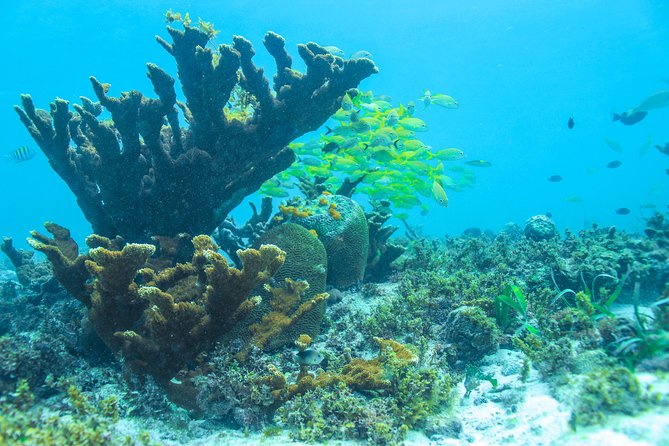 Snorkeling in Isla Mujeres, Luxury Sailing- PRIVILEGE - Lunch and the open bar on board