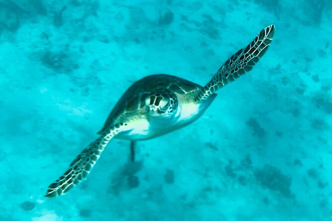 St. John Luxury Catamaran Turtle Snorkel and Cays Full Day - What the crew adds to the day