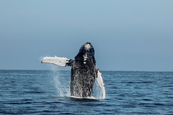 Sunsets and Whales Mega Yachts ALL INCLUSIVE: Puerto Vallarta - Sunset over Puerto Vallarta