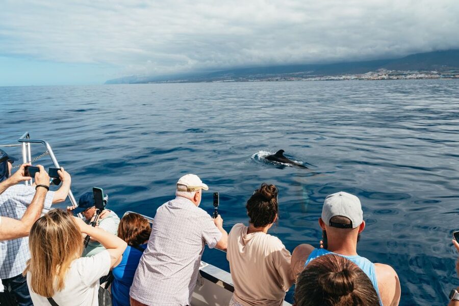 Tenerife: Eco-Yacht Whale and Dolphin Watching and Swimming - Getting good value from the $13 price