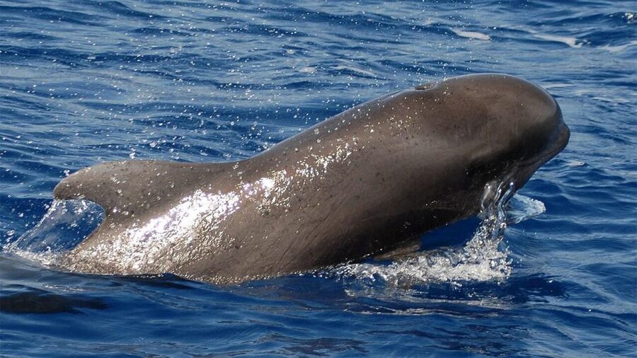 Tenerife: Eco-Yacht Whale and Dolphin Watching and Swimming - Leaving Los Cristianos and finding the animals