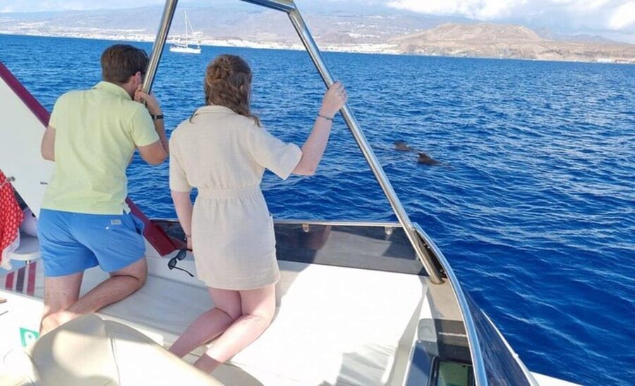 Tenerife: Eco-Yacht Whale and Dolphin Watching and Swimming - The Cave of Love and Palm-Mar coast