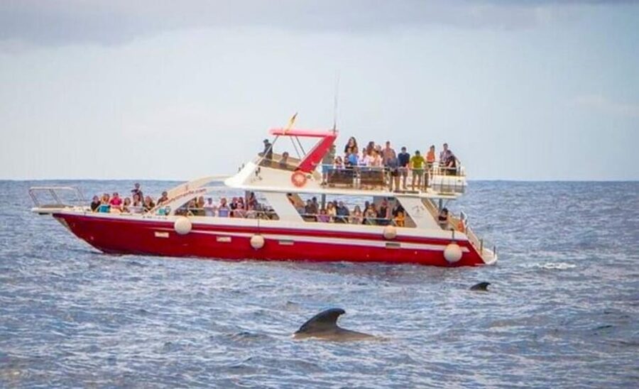 Tenerife: Eco-Yacht Whale and Dolphin Watching and Swimming - Comfort, shade, and onboard facilities