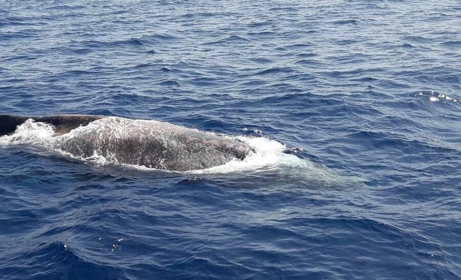 Tenerife: Eco-Yacht Whale and Dolphin Watching and Swimming - Who will get the most from this tour