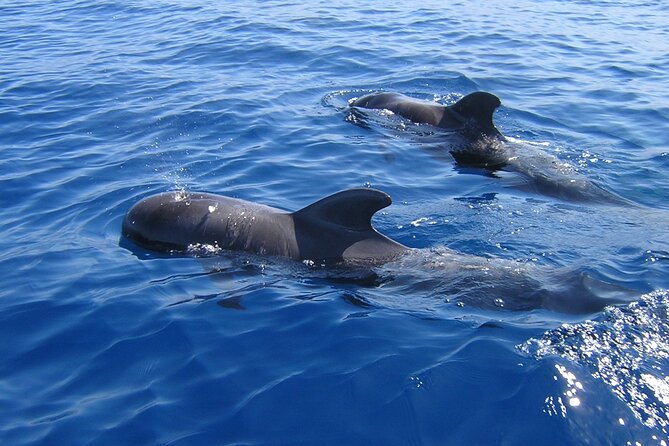Tenerife Los Cristianos: Whale and Dolphin Eco-Yacht and Swim Stop - Key points to know before you book