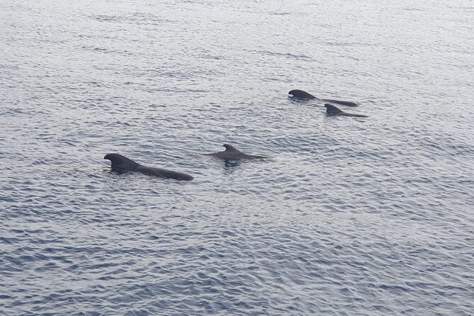Tenerife Los Cristianos: Whale and Dolphin Eco-Yacht and Swim Stop - Searching for pilot whales and dolphins
