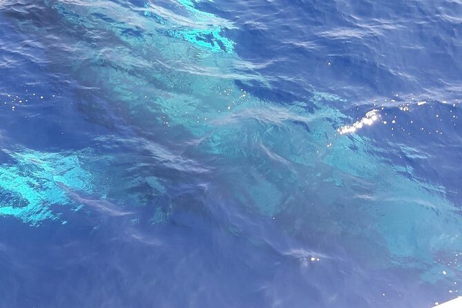 Tenerife Los Cristianos: Whale and Dolphin Eco-Yacht and Swim Stop - Comfort, seasickness, and family suitability