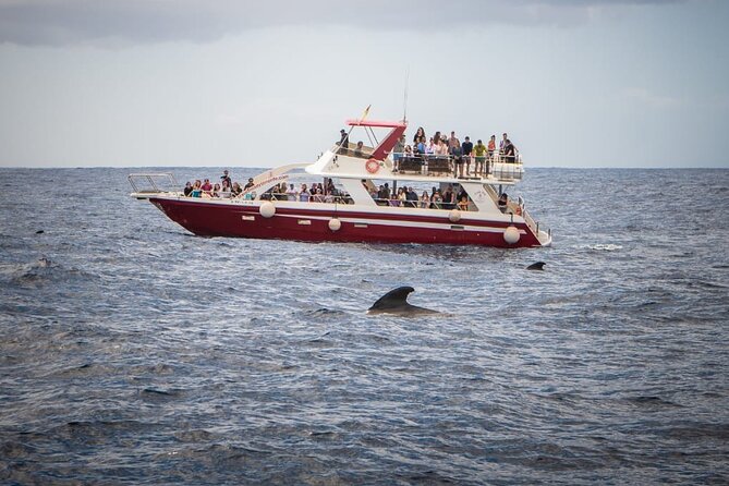 Tenerife Los Cristianos: Whale and Dolphin Eco-Yacht and Swim Stop - Food, drinks, and what to pack
