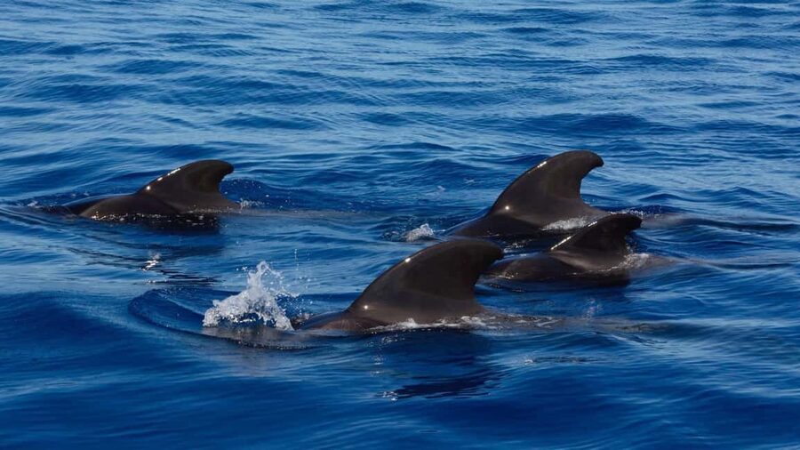 Tenerife: Ocean Pack Jet Ski and Yacht Whale Watching - Getting ready for the jet ski hour
