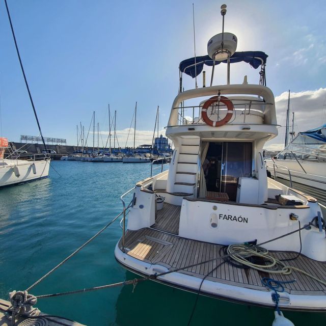 Tenerife south: safari with luxury boat , animals encounters - Key points before you book