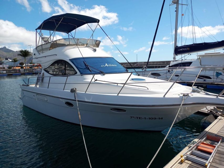 Tenerife south: safari with luxury boat , animals encounters - Searching for whales and dolphins