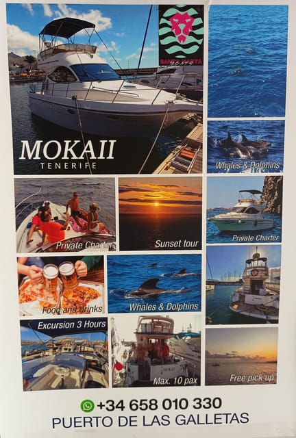 Tenerife south: safari with luxury boat , animals encounters - What the two-story boat adds