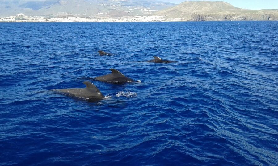 Tenerife: Whale tour and sea swim on a yacht for 22 people - Sailing past the cliffs near Los Cristianos