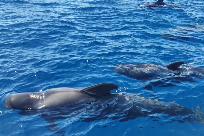 Tenerife Whale Watching and Snorkeling Yacht Trip - Why the whale watching is the real focus