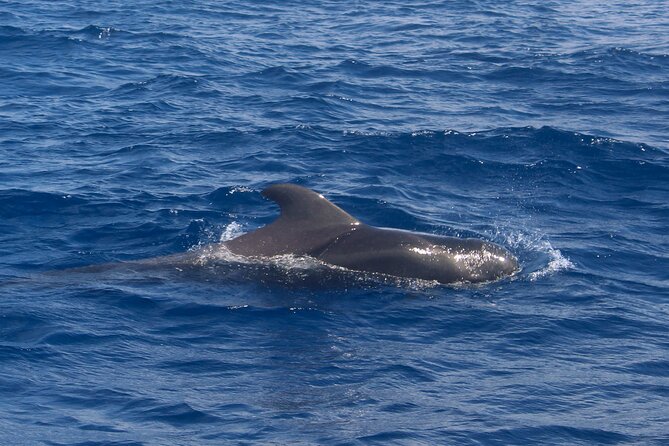 Tenerife Whale Watching and Snorkeling Yacht Trip - Playa del Puertito: a short but pleasant water stop