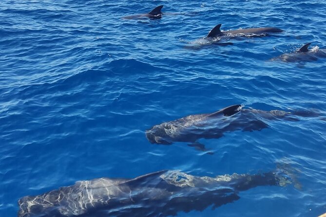Tenerife Whale Watching and Snorkeling Yacht Trip - Sandwiches, drinks, and the value of a three-hour trip