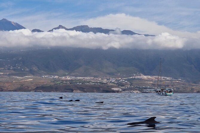 Tenerife Whale Watching and Snorkeling Yacht Trip - What the first hour at sea is really about