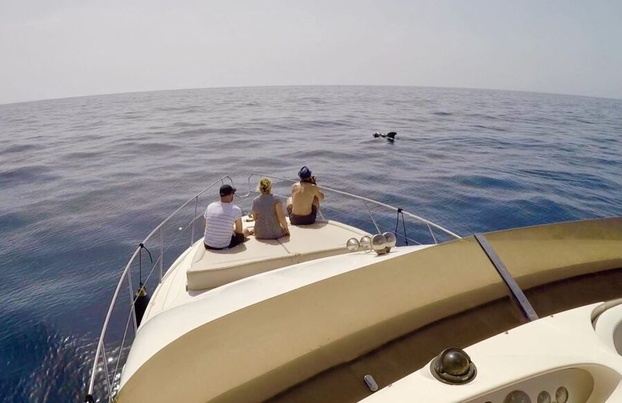 Tenerife: Whales and Snorkeling Tour on a Luxury Yacht - The yacht, the service, and the small-group advantage