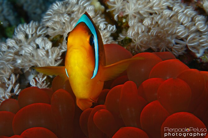 Tiran Island Snorkeling Experience by Yacht Sharm El Sheikh - My verdict on the two-stop format