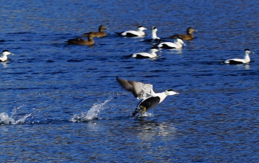Tromsø: Fjord Cruise by Luxury Yacht - What $236 buys you