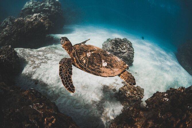 Turtles & Tacos Luxury Catamaran Snorkel - Key points to know before booking