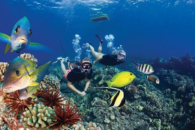 Turtles & Tacos Luxury Catamaran Snorkel - Whale season adds a bonus from the deck