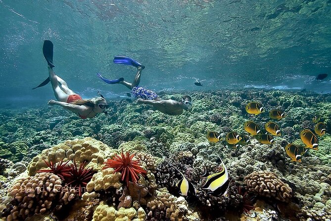 Turtles & Tacos Luxury Catamaran Snorkel - Photography lets you leave the phone behind