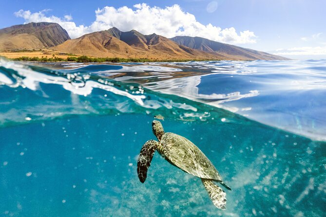 Turtles & Tacos Luxury Catamaran Snorkel - Finding Maui’s honu and reef fish