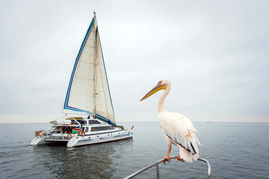 Walvis Bay: Marine Big 5 Luxury Catamaran Tour - Key points to know before you book