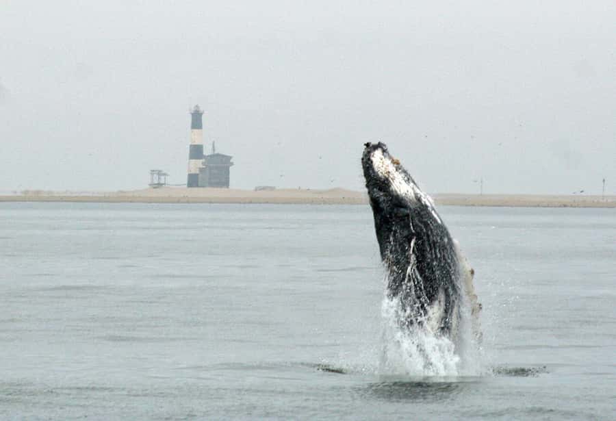 Walvis Bay: Marine Big 5 Luxury Catamaran Tour - A relaxed start at Walvis Bay Waterfront