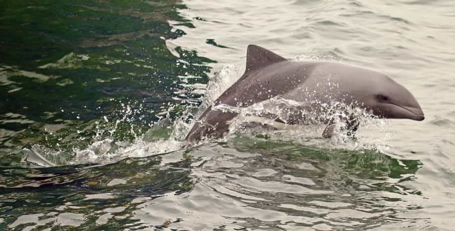 Walvis Bay: Marine Big 5 Luxury Catamaran Tour - The seasonal whale opportunity