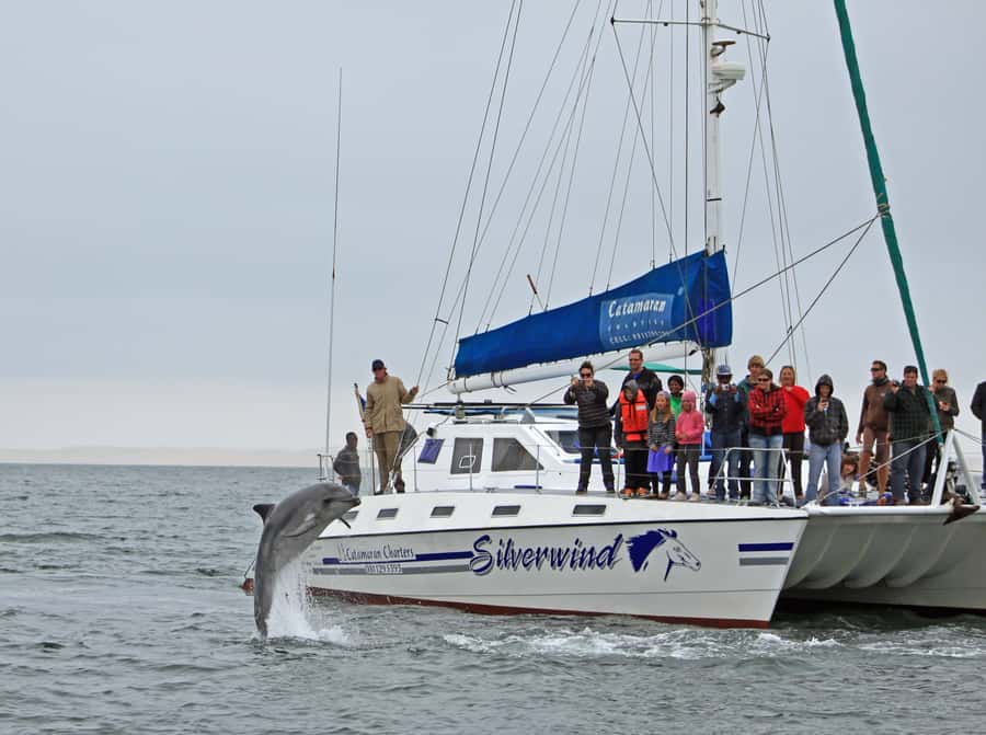 Walvis Bay: Marine Big 5 Luxury Catamaran Tour - Sunfish and leatherback turtles