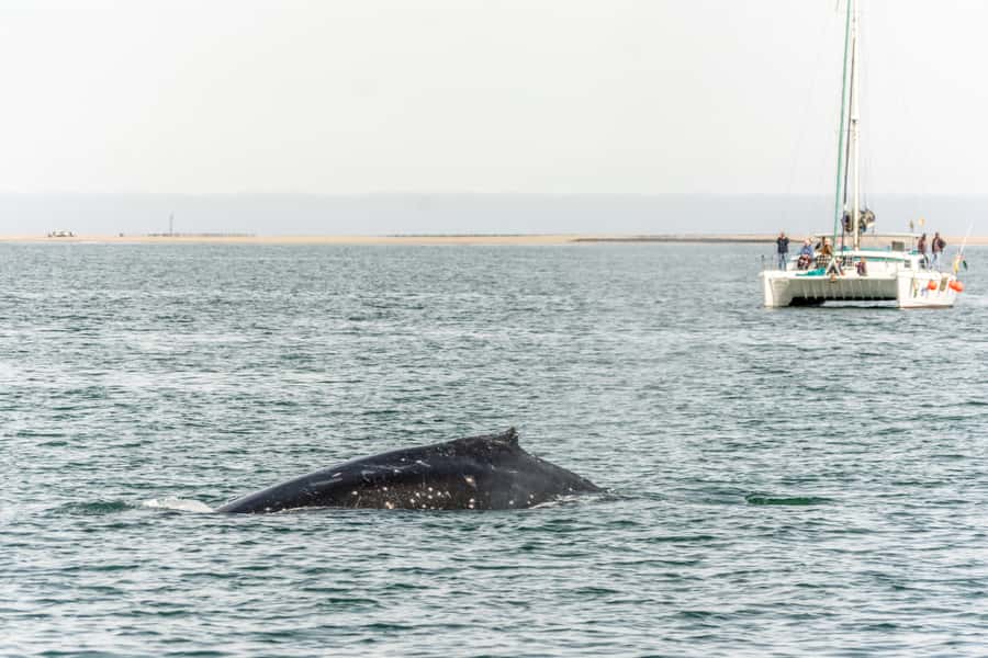 Walvis Bay: Marine Big 5 Luxury Catamaran Tour - Lunch on the return route