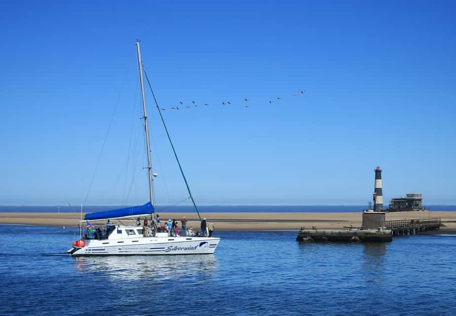 Walvis Bay: Marine Big 5 Luxury Catamaran Tour - How much value do you get for $76?