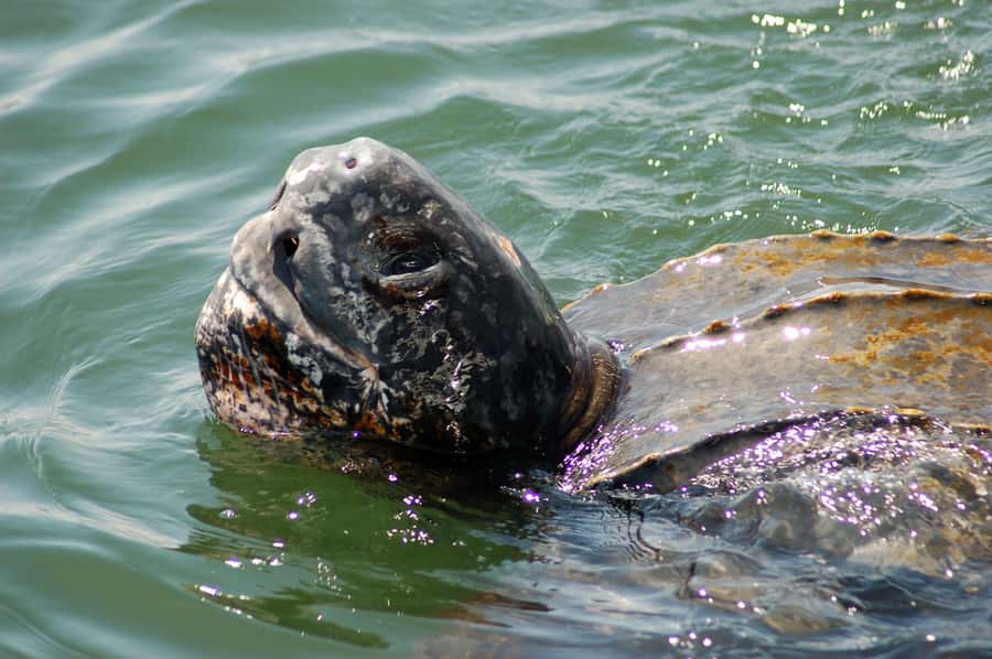 Walvis Bay: Marine Big 5 Luxury Catamaran Tour - Past oyster farms toward Pelican Point