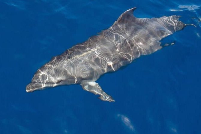 Whale and Dolphin Watching Yacht Trip in Puerto Colon - Key points at a glance