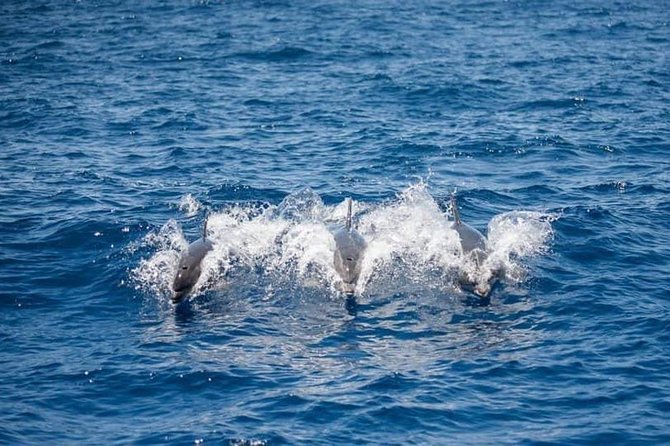 Whale and Dolphin Watching Yacht Trip in Puerto Colon - A calmer alternative to a large catamaran