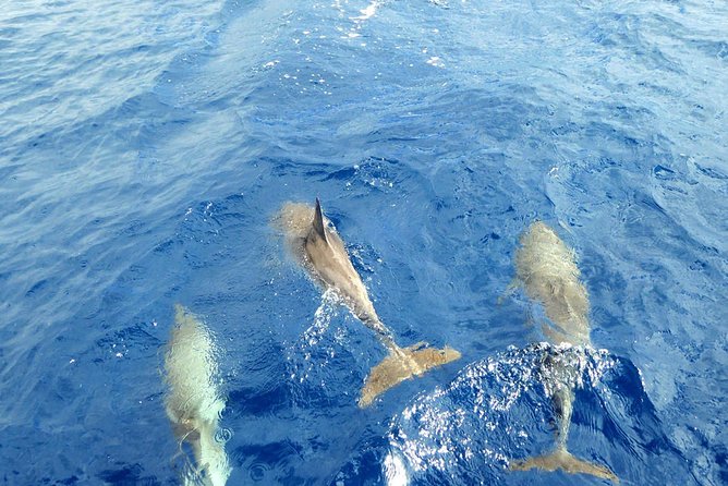 Whale and Dolphin Watching Yacht Trip in Puerto Colon - The swim and snorkel stop near a sheltered cove