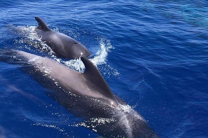 Whale and Dolphin Watching Yacht Trip in Puerto Colon - Who should book this yacht trip?