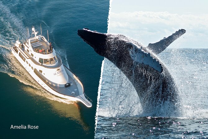 Whale Watching Cruise on a Yacht in Reykjavik - A guide who keeps the long search interesting