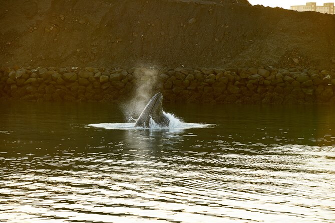 Whale Watching Cruise on a Yacht in Reykjavik - Engey, Lundey, and Viðey from the water