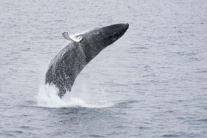 Whale Watching Cruise on a Yacht in Reykjavik - How long the search can take