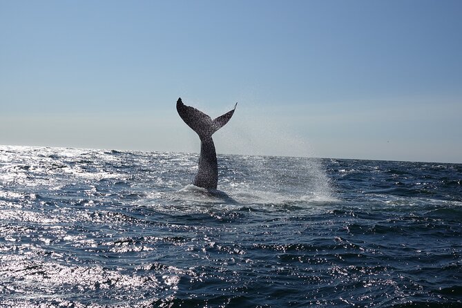 Whale Watching Cruise on a Yacht in Reykjavik - What you may see in Faxafloi Bay