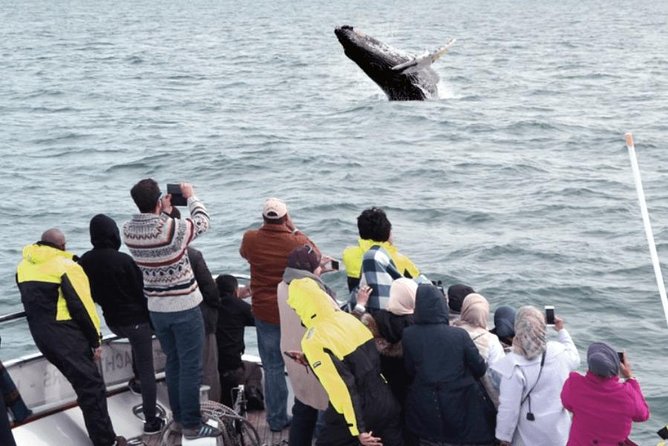Whale Watching & Dolphin Yacht Cruise - Sailing out of Reykjavik’s Old Harbor