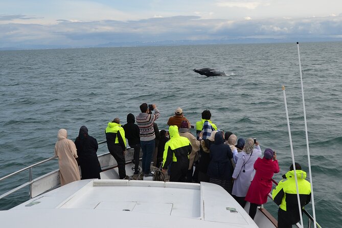 Whale Watching & Dolphin Yacht Cruise - Guides, commentary, and what you will learn